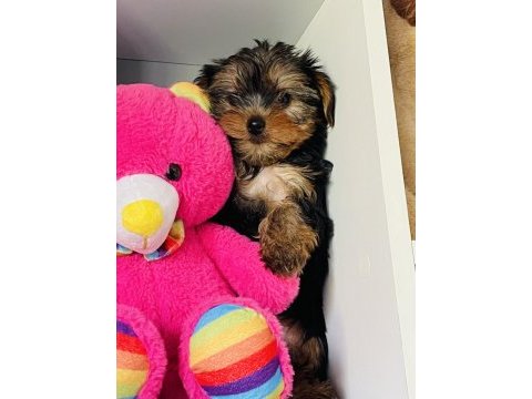 Çok şeker yorkshire terrier