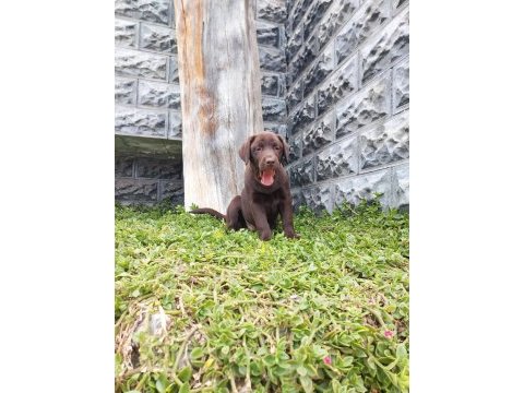 Labrador yavrularımız
