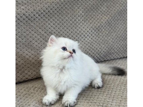 Brıtısh longhaır yavrumuz