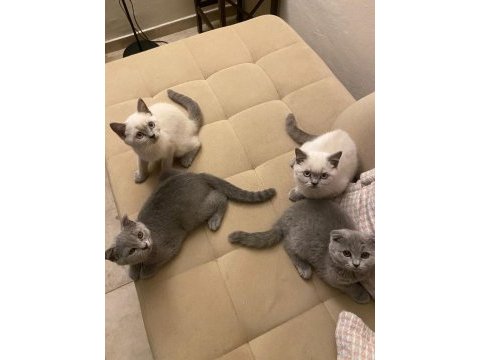 1 mayıs doğumlu scottish fold ve british blue point