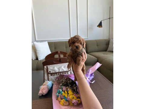 Baby face erkek poodle