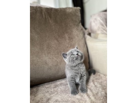 British shorthair gri yavrular
