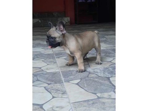 French bulldog dişi yavrular