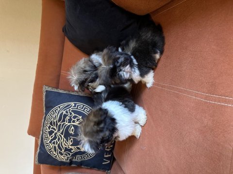 Safkan ırk garantili shih tzu yavrular