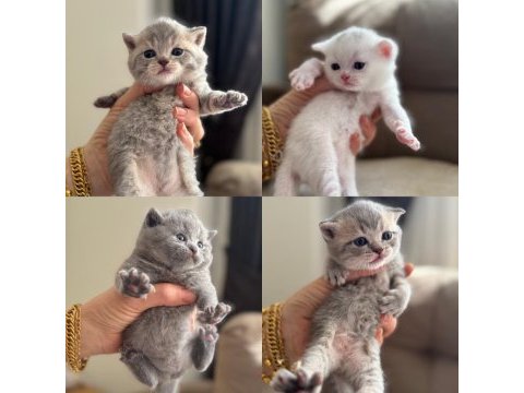 British shorthair beyaz silver ve blue yavrular