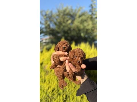 Orjinal ırk ve sağlık garantili toy poodle bebeklerimiz