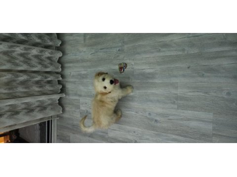 4 aylik yavru maltipoo
