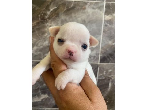 Chihuahua yavru köpeğimiz