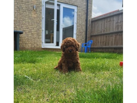 Toy poodle arayanlara özel sağlık garantili