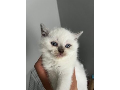 40 günlük blue point british shorthair yavrular