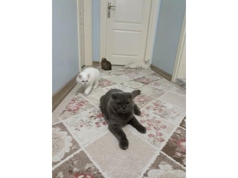 1 yaşında scottish fold