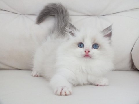 Full şecereli ragdoll yavruları