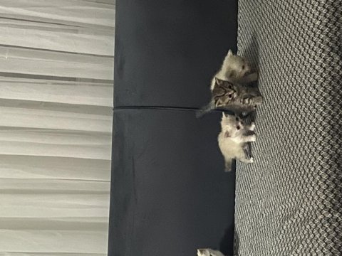 Güzel british shorthair bebeklerim yuvalarına gitmeye hazır