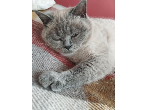 British blue point ve yavrusu scottish fold