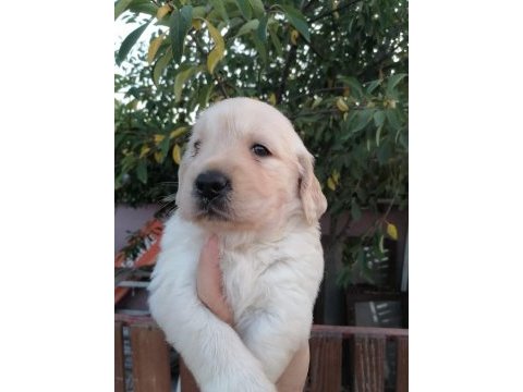 Golden retriever yavrularımız ırk garantilidir
