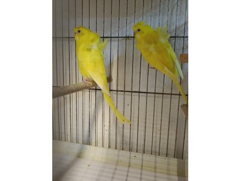 Muhabbet kuşları lutino