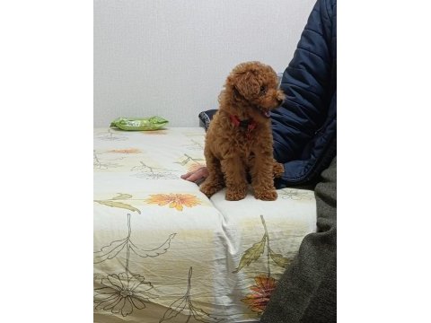 Toy poodle bebeklerimiz