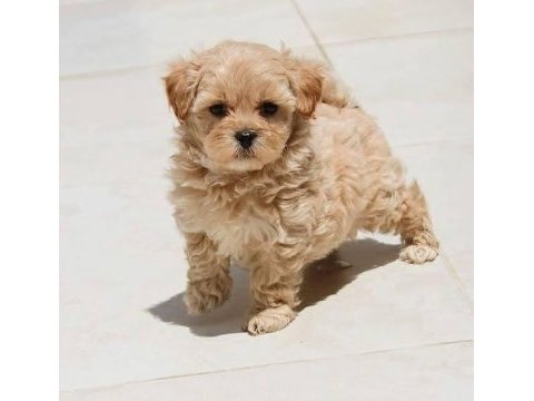 Eşsiz kalite de maltipoo