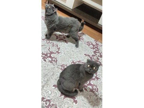 Scottish fold kediler