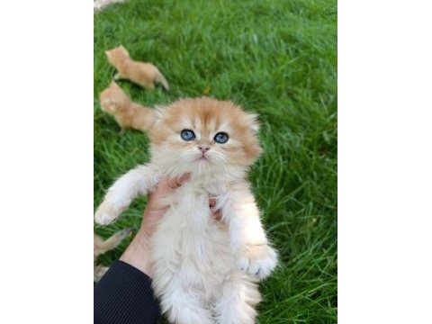 Show kalite orange british longhair
