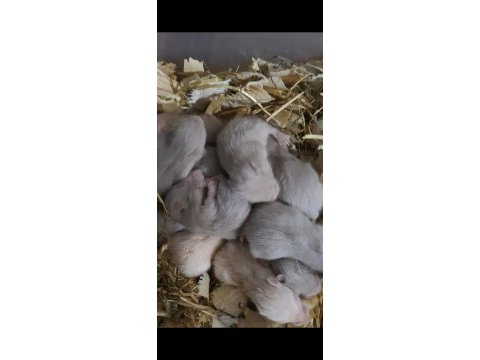 Yavru hamster ve yavru tavşan