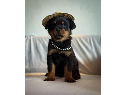 A şecereli erkek rottweiler yavrularım