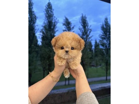Özenle büyütülen aşılı toy poodle yavrular