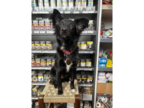 Acil 7 aylık köpeğimizi sahiplendirme