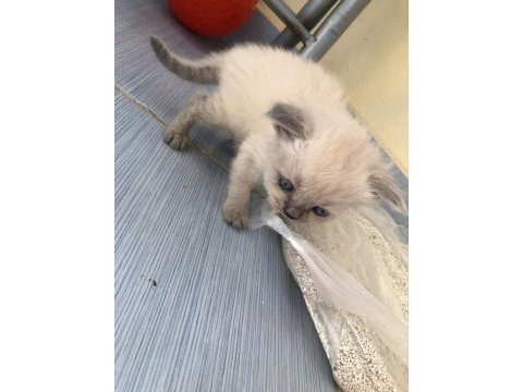British longhair acil sahiplendirilecektir
