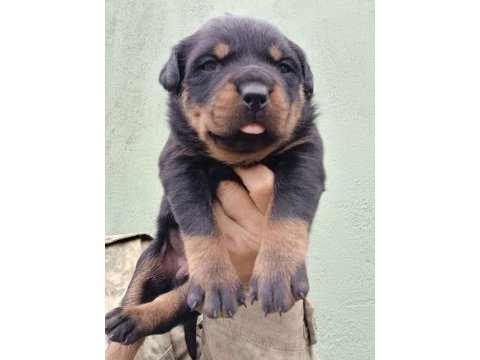 Rottweiler yavruları ırk garantilidir