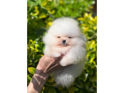 Pomeranian boo bebek yüz dişi yavrumuz