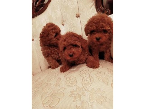 Show kalite redbrown kore toy poodle yavrularımız