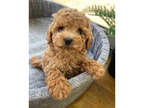 Toy poodle kore yavrular