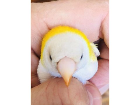 Gökkuşaği ispinozu (goldian finch)