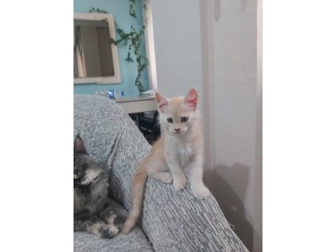 Safkan maine coon yavruları 3 aylık