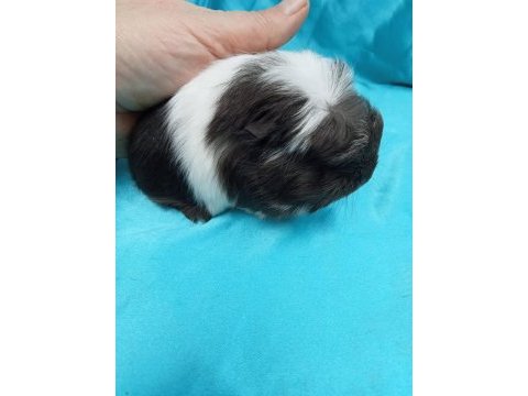 Ginepig bebeklerimizi görmeden karar vermeyin
