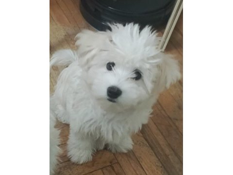 Maltese terrier iki aylıklar