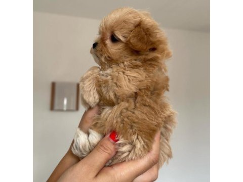 Orjinal kore kan kilo garantili maltipoo yavrularımız