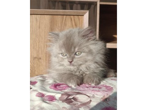 British longhair erkek yavrumuz