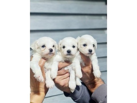 0 numara maltese terrier minnaklarım