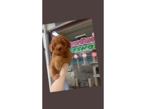 Toy poodle erkek