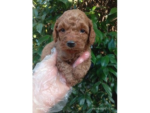 Irk ve sağlık garanti poodle yavrularımız