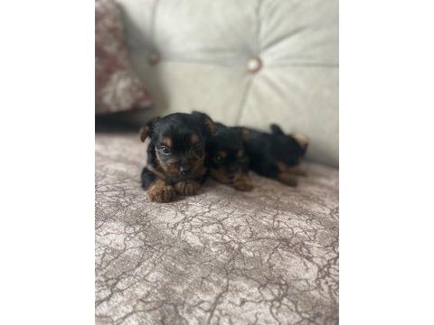 Minik yorkshire terrier yakışıklılar