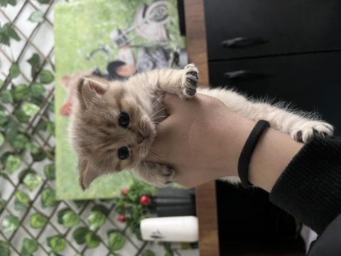 Cins kedimiz yuva arıyor 1 aylık
