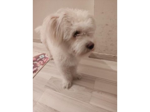 Sahibinden 1 yaşında dişi maltipoo