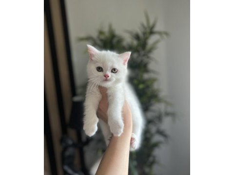 Teslime hazır brıtısh shorthair yavrularım 