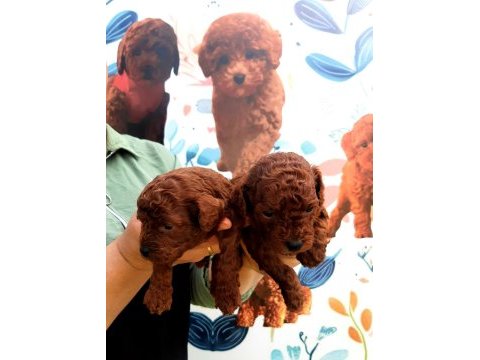 Toy poodle yavrularımız ruhsatlı çiftliğimizden