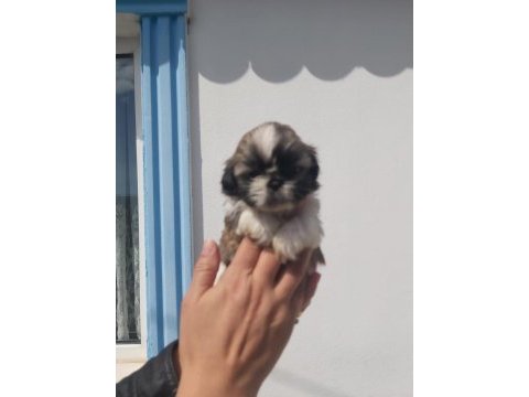 Bebeklerimiz yeni ailelerini bekliyor sihh tzu