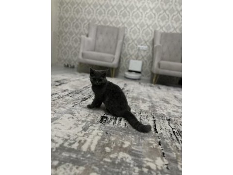 British shorthair 3 aylık