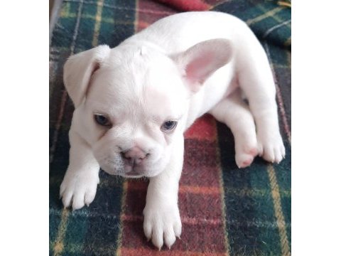 Fluffy ve ısabella taşıyıcı renk renk exotıc french bulldog